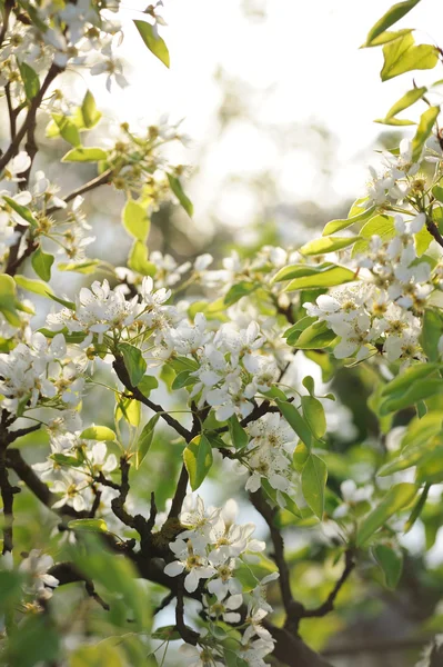 Gren Blossom Fruktträd Trädgården Royaltyfria Stockbilder