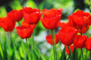 bahar zamanı alanında güzel laleler 