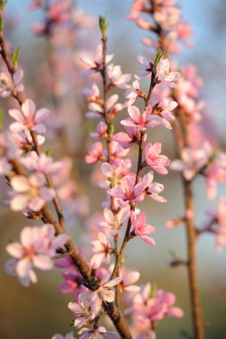 Doğal zemin üzerine pembe çiçeği şeftali şube