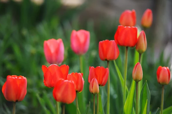 Belo Campo Tulipas Primavera — Fotografia de Stock