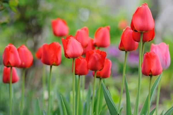 Beautiful Tulips Field Spring Time — Stock Photo, Image