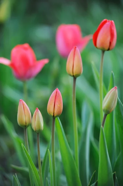 Krásné Tulipány Pole Jarním Období — Stock fotografie