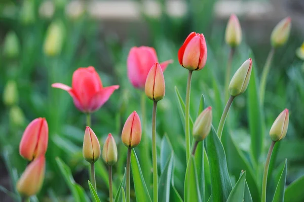 Pole Piękne Tulipany Wiosną — Zdjęcie stockowe