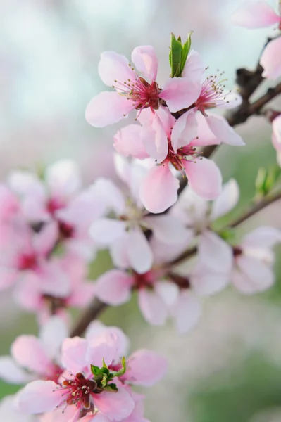 Rosa Blütenpfirsichzweig Auf Natürlichem Hintergrund — Stockfoto