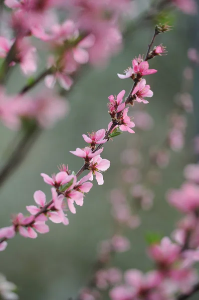 Rosa Blütenpfirsichzweig Auf Natürlichem Hintergrund — Stockfoto