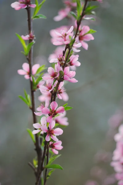 Pink Blossom Peach Branch Natural Background — Stock Photo, Image