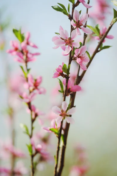 Vaaleanpunainen Kukka Persikka Haara Luonnollisella Taustalla — kuvapankkivalokuva