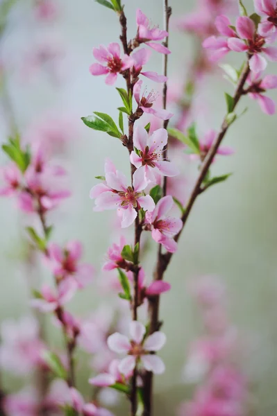 Doğal Zemin Üzerine Pembe Çiçeği Şeftali Şube — Stok fotoğraf