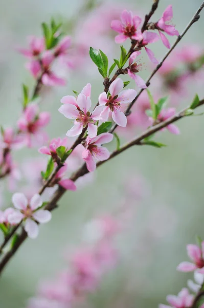 Rosa Blütenpfirsichzweig Auf Natürlichem Hintergrund — Stockfoto