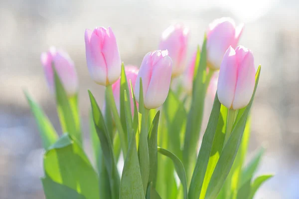 Bouquet Fresh Pink Tulips Sunshine Outdoor — Stock Photo, Image