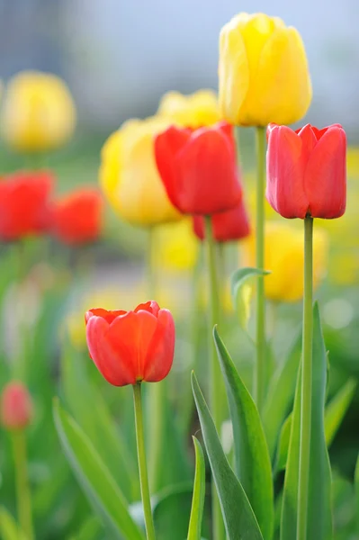 Pole Piękne Tulipany Wiosną Obrazy Stockowe bez tantiem