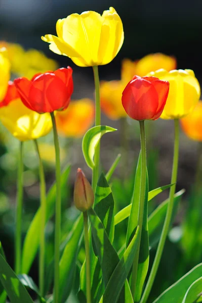 Hermoso Campo Tulipanes Primavera Imagen de stock