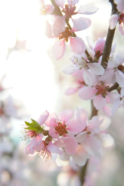 Roze Perzik Bloesem Tak Natuurlijke Achtergrond Stockfoto