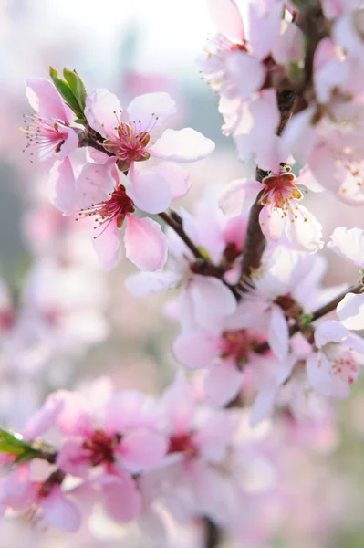 Roze Perzik Bloesem Tak Natuurlijke Achtergrond Stockfoto