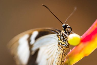 Farfalla posata su foglia