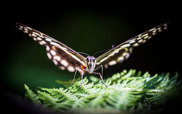 Farfalla posata su foglia