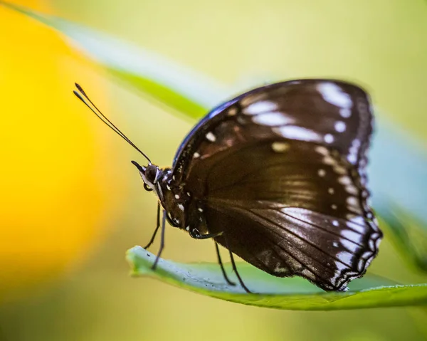 Farfalla posata su foglia