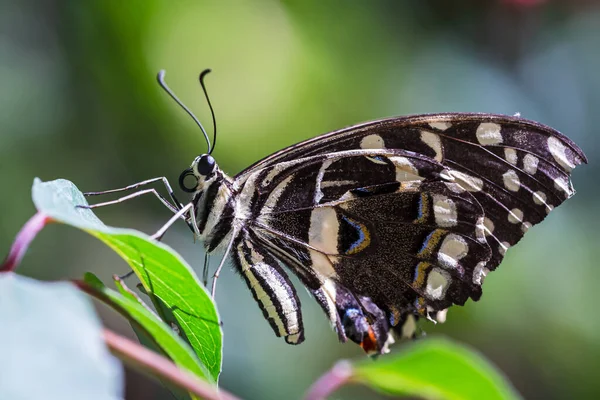 Farfalla posata su fiore