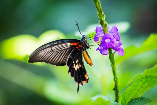 Farfalla posata su foglia