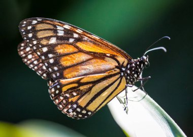 Farfalla posata su foglia