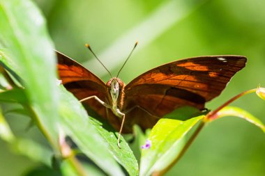 Farfalla posata su foglia