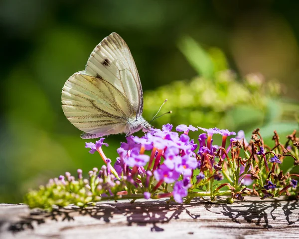 Farfalla posata su fiore
