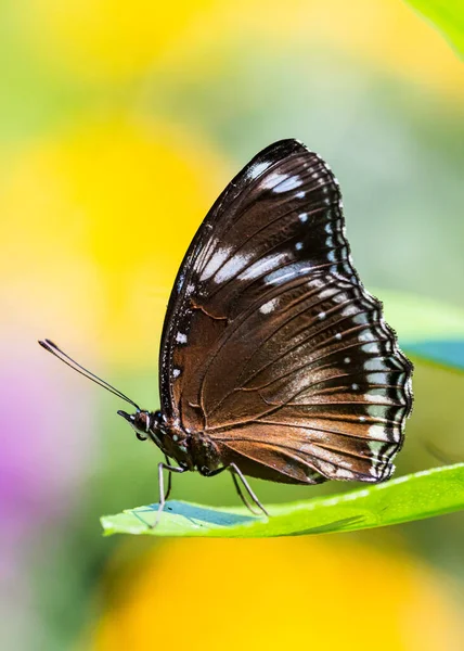 Farfalla posata su foglia, taglio verticale