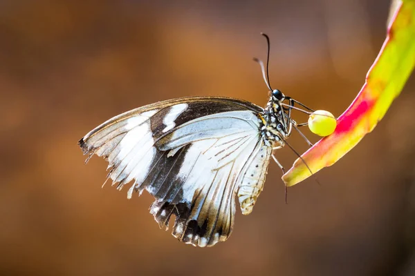 Farfalla posata su foglia