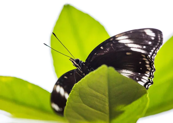 Farfalla posata su foglia, kontroluce
