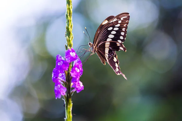 Farfalla posata su fiore