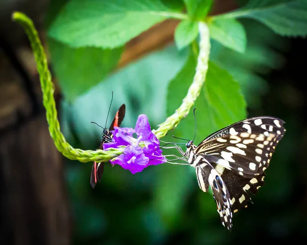 Coppia di farfalla posate su fiore