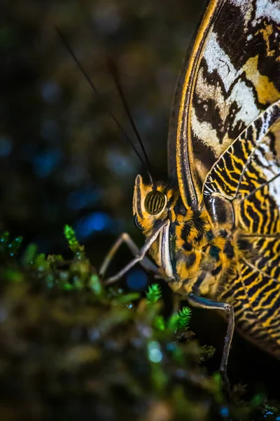 Farafalla Papilio Ulysses, makro testa e antenne