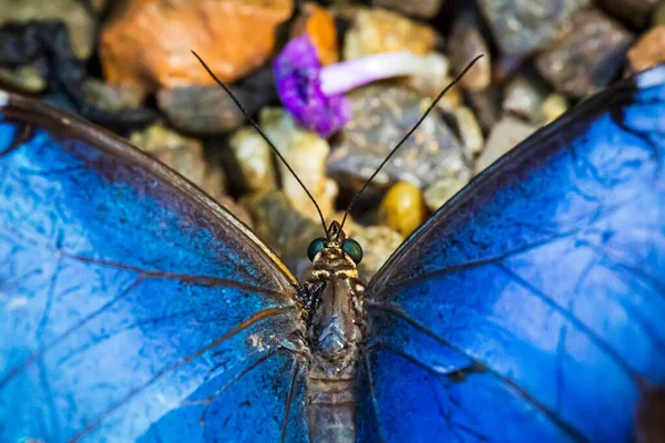 Farafalla Papilio Ulysses, makro testa e antenne dall 'alto