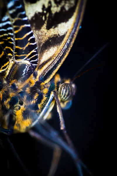 Farafalla Papilio Ulysses Macro Testa Antenne Fondo Nero — Stock Photo, Image