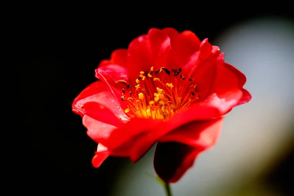 Macro di fiore komünü 