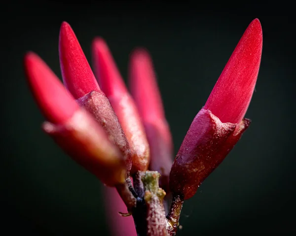 Macro di fiore komünü 