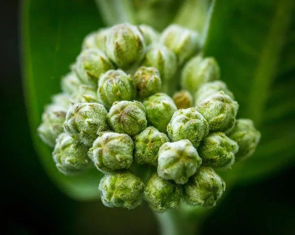 Macro di fiore komünü 