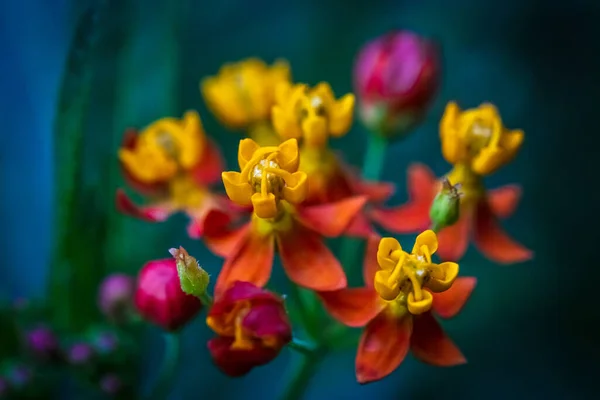 Macro di fiore komünü 