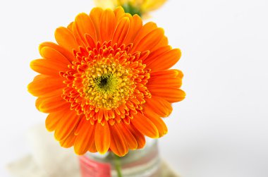 Arka plan için turuncu gerbera çiçek.