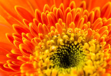 Arka plan için turuncu gerbera çiçek.