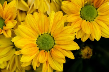 Sarı Kasımpatı çiçeği arka plan, yaprakları krizantem