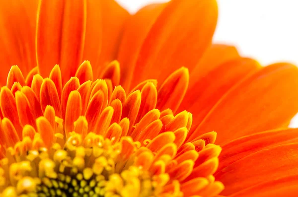 Arka plan için turuncu gerbera çiçek.