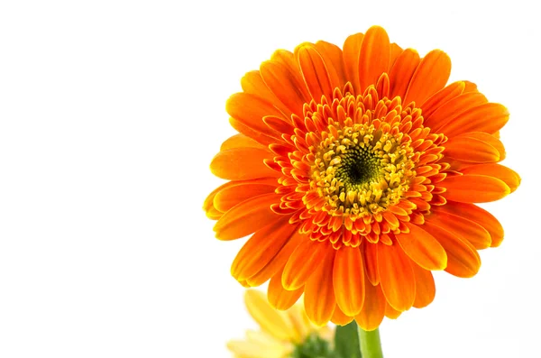 turuncu gerbera çiçeği beyaz arkaplanda izole.