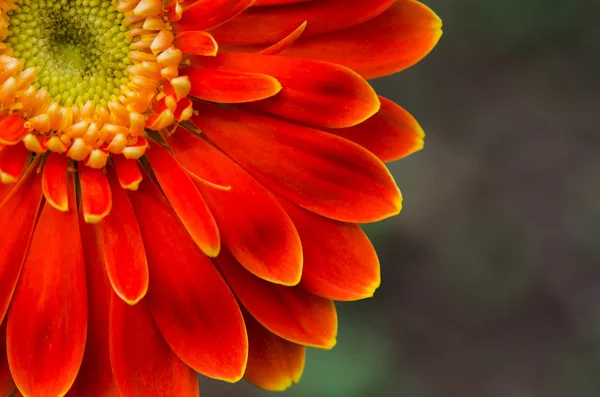 橙色非洲菊花卉 — 图库照片