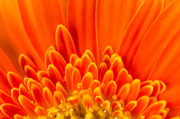 橙色非洲菊花卉为背景的. — 图库照片