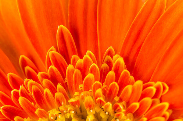 Orange gerbera flower for background.