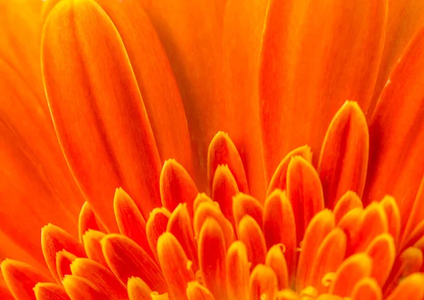 Fleur de gerbera orange pour fond . — Photo