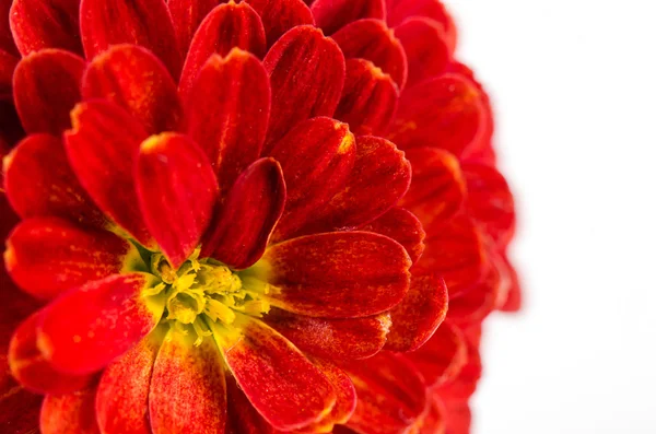 Rote Chrysanthemen Blume Hintergrund, Blütenblätter Chrysanthemen — Stockfoto