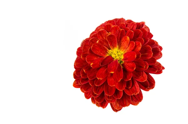 Rote Chrysanthemen Blume Hintergrund, Blütenblätter Chrysanthemen — Stockfoto