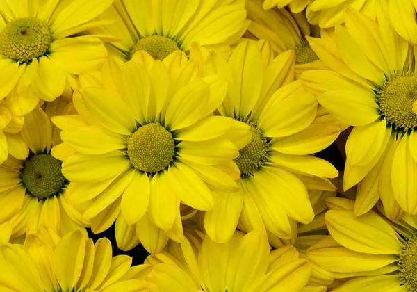 黄色的菊花花背景，花瓣菊花 — 图库照片